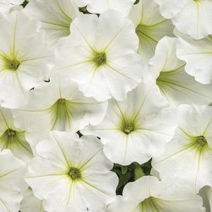 Petunia hybrid 'Supertunia Vista Snowdrift' Petunia from Moose Crossing Garden Center