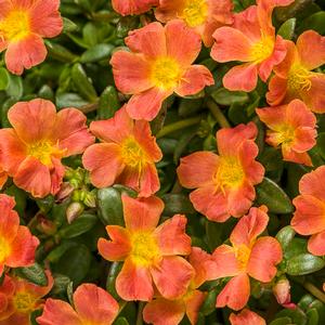 Portulaca umbraticola 'Mojave Tangerine' Portulaca from Moose Crossing Garden Center