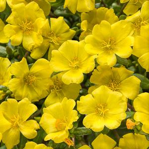Portulaca umbraticola 'Mojave Yellow' Portulaca from Moose Crossing Garden Center