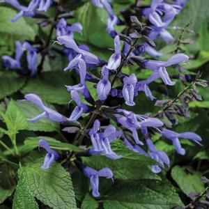 Salvia hybrid 'Rockin' Blue Suede Shoes' Salvia from Moose Crossing Garden Center
