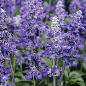 Salvia farincea 'Unplugged So Blue' Salvia from Moose Crossing Garden Center