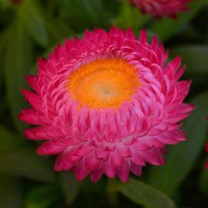 Bracteantha bracteatum 'Dreamtime Jumbo Rose' Strawflower from Moose Crossing Garden Center