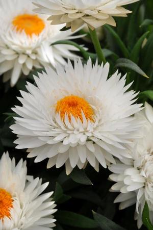 Bracteantha bracteatum 'Dreamtime Jumbo Pure White' Strawflower from Moose Crossing Garden Center
