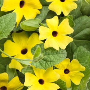 Thunbergia alata 'Lemon A-Peel' Black-eyed Susan Vine from Moose Crossing Garden Center