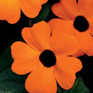 Thunbergia alata 'Orange A-Peel' Black-eyed Susan Vine from Moose Crossing Garden Center