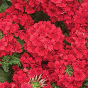 Verbena hybrid 'Superbena Red' Verbena from Moose Crossing Garden Center