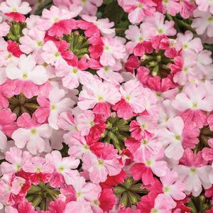 Verbena hybrid 'Superbena Sparkling Rose' Verbena from Moose Crossing Garden Center
