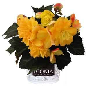 Begonia hybrid 'I'Conia Portofino Citrix' Begonia from Moose Crossing Garden Center