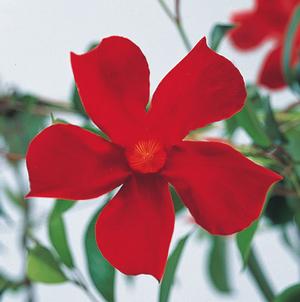 Mandevilla hybrid 'Pretty Crimson' Mandevilla from Moose Crossing Garden Center