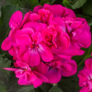 Geranium Interspecific 'Calliope Dark Pink' Geranium from Moose Crossing Garden Center