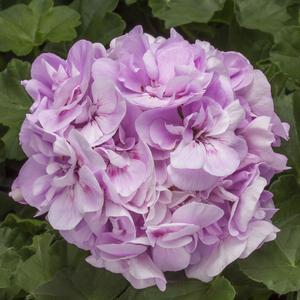 Geranium Interspecific 'Calliope Light Lavender' Geranium from Moose Crossing Garden Center