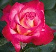 Rosa 'Dick Clark' Hybrid Tea Rose from Moose Crossing Garden Center