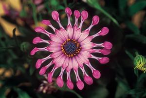 Osteospermum hybrid 'Flower Power Spider Pink' African Daisy from Moose Crossing Garden Center