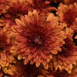 Chrysanthemum Garden Mum 'Zuma Orange' Garden Mum from Moose Crossing Garden Center