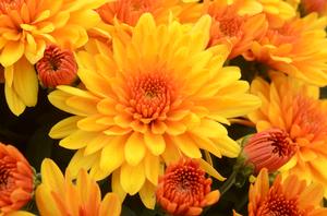 Chrysanthemum Garden Mum 'Fireglow Bronze' Garden Mum from Moose Crossing Garden Center