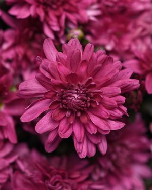 Chrysanthemum Garden Mum 'Whispered Lavender' Garden Mum from Moose Crossing Garden Center