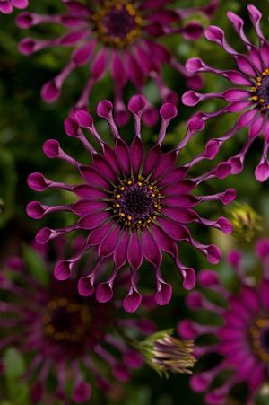 Osteospermum hybrid 'Flower Power Spider Purple' African Daisy from Moose Crossing Garden Center