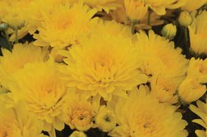 Chrysanthemum Garden Mum 'Gold Cup' Garden Mum from Moose Crossing Garden Center