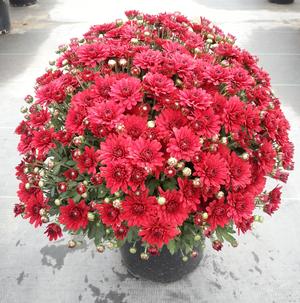 Chrysanthemum Garden Mum 'Lava Red' Garden Mum from Moose Crossing Garden Center