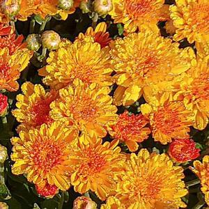 Chrysanthemum Garden Mum 'Hot Sugar Gold' Garden Mum from Moose Crossing Garden Center