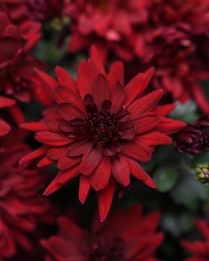 Chrysanthemum Garden Mum 'Mumma Mia Red' Garden Mum from Moose Crossing Garden Center