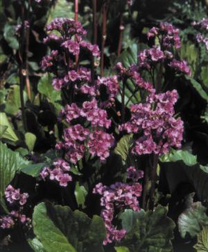 Bergenia cordifolia 'Red Beauty' Saxifraga from Moose Crossing Garden Center