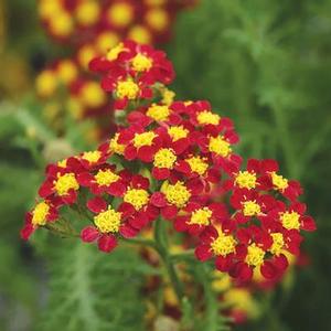Achillea millefolium 'Milly Rock Red' Yarrow from Moose Crossing Garden Center