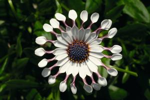 Osteospermum hybrid 'Flower Power Spider White' African Daisy from Moose Crossing Garden Center