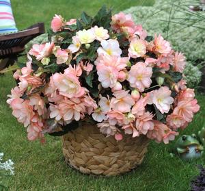 Begonia hybrid 'I'Conia Miss Montreal' Begonia from Moose Crossing Garden Center