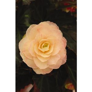 Begonia hybrid 'I'Conia Portofino Champagne' Begonia from Moose Crossing Garden Center