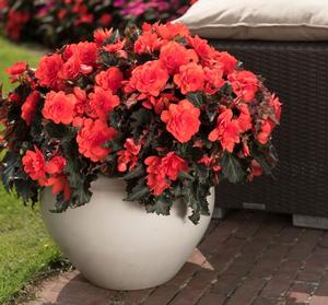 Begonia hybrid 'I'Conia Portofino Hot Coral' Begonia from Moose Crossing Garden Center