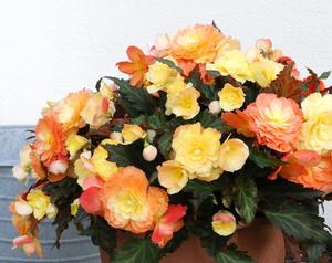 Begonia hybrid 'I'Conia Portofino Sunrise' Begonia from Moose Crossing Garden Center