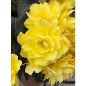 Begonia hybrid 'I'Conia Portofino Yellow' Begonia from Moose Crossing Garden Center