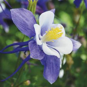 Aquilegia hybrid 'Earlybird Blue White' Columbine from Moose Crossing Garden Center