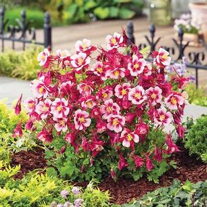 Aquilegia hybrid 'Earlybird Red White' Columbine from Moose Crossing Garden Center