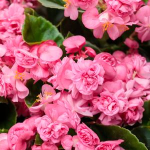 Begonia semperflorens 'Double Up Pink' Begonia from Moose Crossing Garden Center