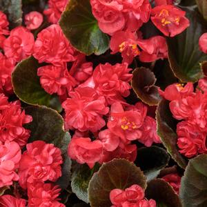 Begonia semperflorens 'Double Up Red' Begonia from Moose Crossing Garden Center