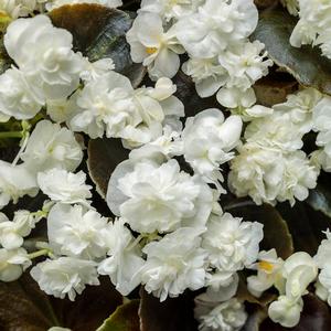 Begonia semperflorens 'Double Up White' Begonia from Moose Crossing Garden Center