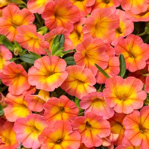 Calibrachoa hybrid 'Coral Sun' Superbells from Moose Crossing Garden Center