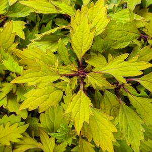 Coleus 'Colorblaze Royale Pineapple Brandy' Coleus from Moose Crossing Garden Center
