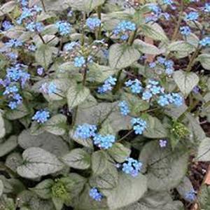 Brunnera macrophylla 'Looking Glass' Bugloss from Moose Crossing Garden Center