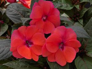 Impatiens hybrid 'Compact Deep Rose' Sunpatiens from Moose Crossing Garden Center