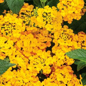 Lantana camara 'Luscious Goldengate' Lantana from Moose Crossing Garden Center