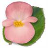 Begonia X hybrida 'Big Pink with Green leaf' Begonia from Moose Crossing Garden Center
