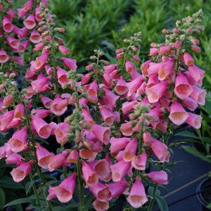 Digitalis purpurea 'Arctic Fox Rose' Foxglove from Moose Crossing Garden Center