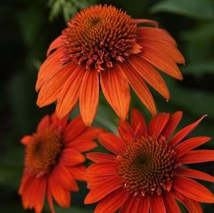 Echinacea purpurea 'Sombrero Fiesta Orange' Coneflower from Moose Crossing Garden Center