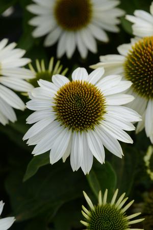 Echinacea purpurea 'Sombrero Blanco' Coneflower from Moose Crossing Garden Center