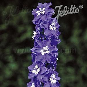 Delphinium elatum 'Magic Fountain Mid Blue/White Bee' Delphinium from Moose Crossing Garden Center