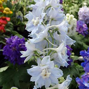 Delphinium elatum 'Magic Fountain Sky Blue/White Bee' Delphinium from Moose Crossing Garden Center