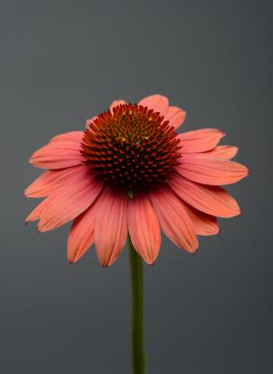 Echinacea purpurea 'Sombrero Poco Hot Coral' Coneflower from Moose Crossing Garden Center
